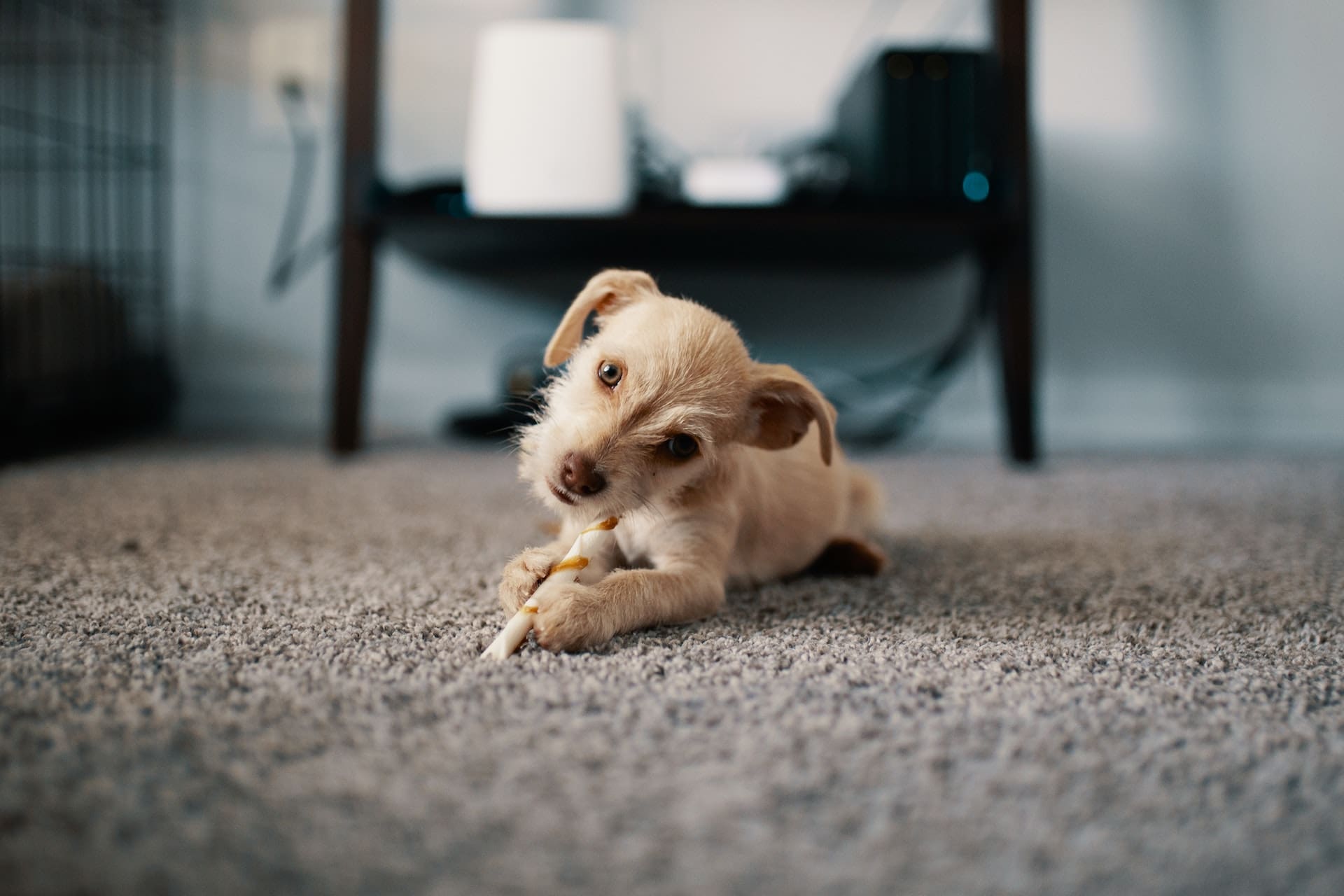 cute dog on carpet